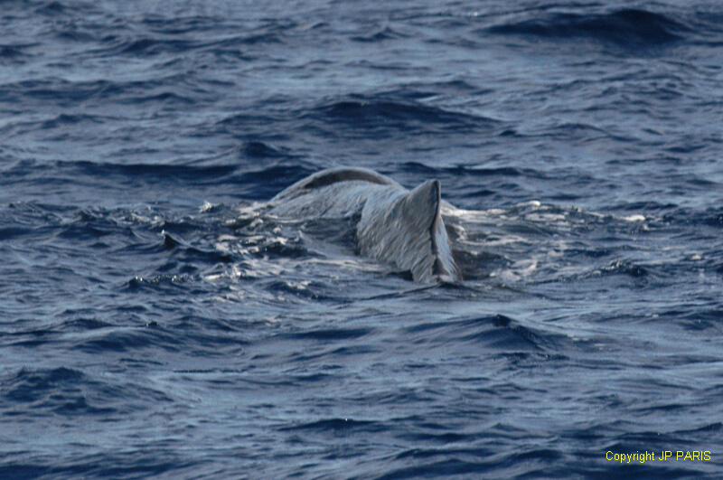 Sperm Whale